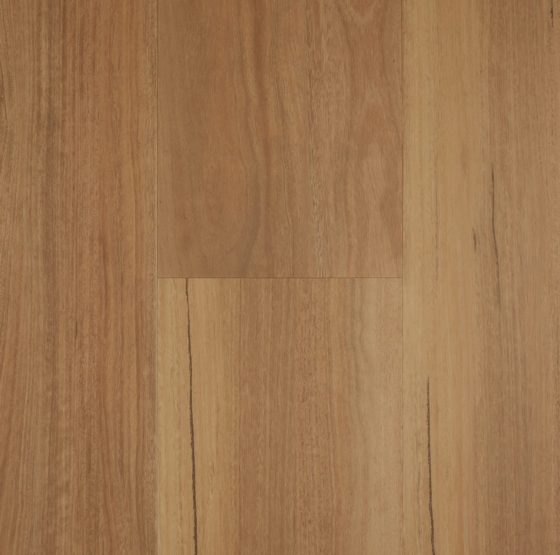 Coastal Spotted Gum